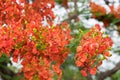 Blossom Royal Poinciana or Flamboyant Delonix regia flowers