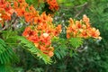 Blossom Royal Poinciana or Flamboyant Delonix regia flowers