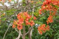 Blossom Royal Poinciana or Flamboyant Delonix regia flowers