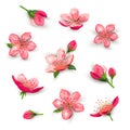 Blossom sakura, cherry flowers vector illustration set Royalty Free Stock Photo