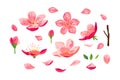 Blossom sakura, cherry flowers vector set with leaves, flowers, petals Royalty Free Stock Photo