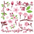 Blossom sakura flowers. Japanese sakura flower, flat cherry floral branches. Isolated asian garden elements. Spring Royalty Free Stock Photo
