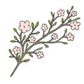 Blossom sakura illustration. T-shirt print design. Cute doodle sticker.