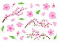 Blossom sakura pink flowers, buds, leaves and tree branches. Spring japanese cherry floral elements. Apple or peach