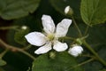Blossom of a sawtooth blackberry, Rubus argutus Royalty Free Stock Photo