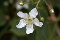 Blossom of a sawtooth blackberry, Rubus argutus Royalty Free Stock Photo