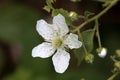Blossom of a sawtooth blackberry, Rubus argutus Royalty Free Stock Photo