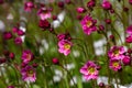 Blossom saxifraga flowers on a sunny spring day macro photography. Royalty Free Stock Photo