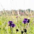 Blossom Scabiosa flowers in a bright sunlit field