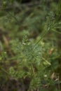 White flowers of Scandix pecten-veneris plant