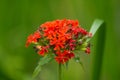 a blossom of the scarlet lychnis