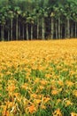 Hemerocallis Fulva/Orange Daylily flowers Royalty Free Stock Photo