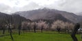 Blossoming seasons beautiful spring flowering small tree green Fields with mountains and clouds Royalty Free Stock Photo