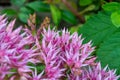 Blossom Sedum Prominent, Sedum Spectabile. Pink flowers of Sedum Spectabile Royalty Free Stock Photo