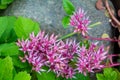 Blossom Sedum Prominent, Sedum Spectabile. Pink flowers of Sedum Spectabile Royalty Free Stock Photo