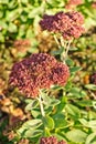 Blossom sedum, stonecrop, crassula .