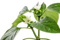 Blossom seedlings of pepper bell with drops of water isolated on a white background