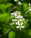 Blossom of serviceberry tree with bokeh background close-up, selective focus, shallow DOF