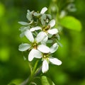 Blossom of serviceberry tree with bokeh background close-up, selective focus, shallow DOF