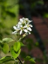 Blossom of serviceberry tree with bokeh background close-up, selective focus, shallow DOF