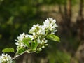 Blossom of serviceberry tree with bokeh background close-up, selective focus, shallow DOF