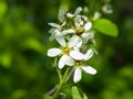 Blossom of serviceberry tree with bokeh background close-up, selective focus, shallow DOF