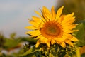 Single yellow sunflower with light blue sky Royalty Free Stock Photo