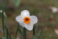 Blossom of the small cupped narcissus Barret Browning Royalty Free Stock Photo