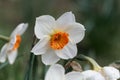 Blossom of the small cupped narcissus Barret Browning Royalty Free Stock Photo