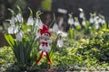 Blossom snowdrops and small yarn doll martenitsa or martishor. Bulgarian symbol of spring, March 1 traditional trinket