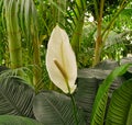 Blossom of Spathuphyllum cochlearispathum or Peace Lily Family: Araceae. Botanical garden kit karlsruhe Royalty Free Stock Photo