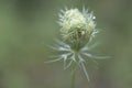 Blossom with Spider