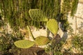 Blossom spineless cactus pads