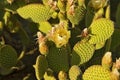 Blossom spineless cactus pads