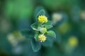 Blossom of a spiny medick, Medicago murex Royalty Free Stock Photo