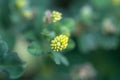 Blossom of a spiny medick, Medicago murex Royalty Free Stock Photo
