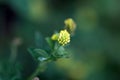 Blossom of a spiny medick, Medicago murex Royalty Free Stock Photo
