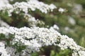 Blossom of Spirea nipponica Snowmound in springtime. White flowers of spirea in garden. Decorative flowering shrubs for Royalty Free Stock Photo