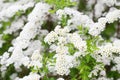 Blossom of Spirea nipponica Snowmound in springtime. White flowers of spirea in garden. Decorative flowering shrubs for landscape Royalty Free Stock Photo