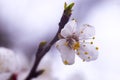 Blossom spring apple tree branch