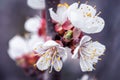 Blossom in spring. Cherry tree. Close-up of an apricot tree branch. Floral pattern, nature background. White flowers, selective Royalty Free Stock Photo