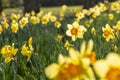 Blossom Spring Daffodil Flowers Cloes Up Royalty Free Stock Photo