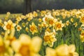 Blossom Spring Daffodil Flowers Royalty Free Stock Photo