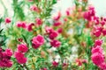 Blossom spring, exotic summer, sunny day concept. Blooming pink oleander flower or nerium in garden. Wild flowers in Royalty Free Stock Photo