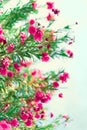 Blossom spring, exotic summer, sunny day concept. Blooming pink oleander flower or nerium in garden. Wild flowers in Royalty Free Stock Photo