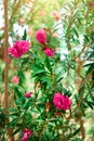 Blossom spring, exotic summer, sunny day concept. Blooming pink oleander flower or nerium in garden. Wild flowers in Royalty Free Stock Photo