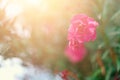 Blossom spring, exotic summer, sunny day concept. Blooming pink oleander flower or nerium in garden. Wild flowers in Royalty Free Stock Photo