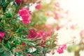 Blossom spring, exotic summer, sunny day concept. Blooming pink oleander flower or nerium in garden. Wild flowers in Royalty Free Stock Photo