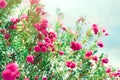 Blossom spring, exotic summer, sunny day concept. Blooming pink oleander flower or nerium in garden. Wild flowers in Royalty Free Stock Photo