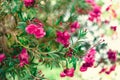 Blossom spring, exotic summer, sunny day concept. Blooming pink oleander flower or nerium in garden. Wild flowers in Royalty Free Stock Photo